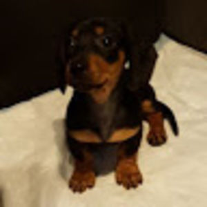 Meet your Posher, Jacob